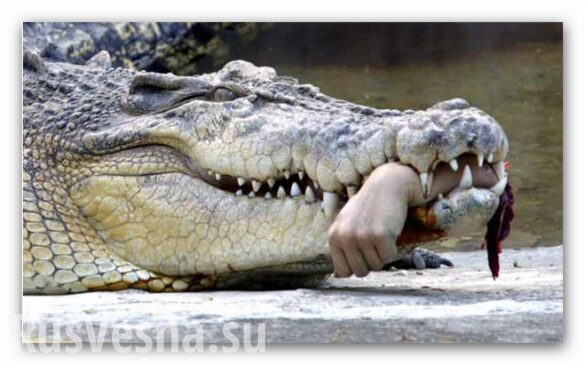 В Петербурге крокодил охранял тайник с оружием (ФОТО, ВИДЕО)