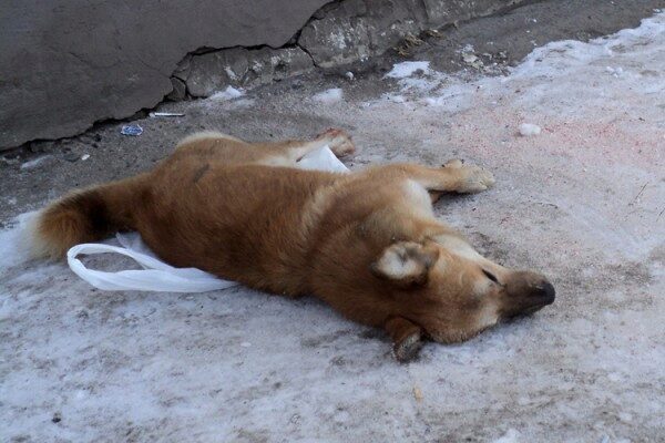 Жители Якутии жалуются на трупы собак с "признаками отравления"
