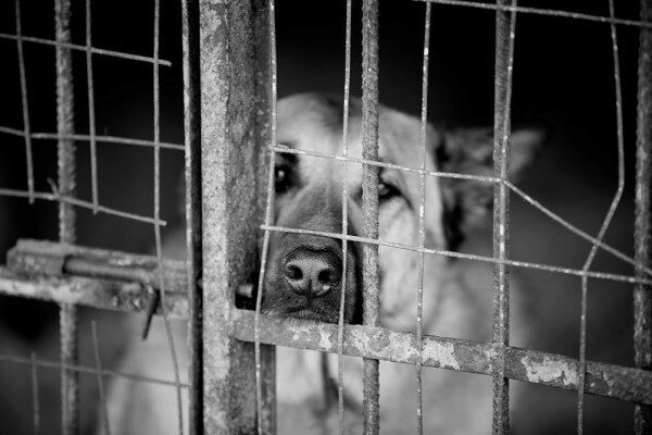 Живодёры в Иванове избили собаку до некроза