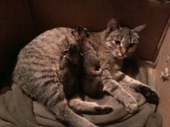 Зоозащитники заявили о массовом убийстве кошек в исправительной колонии Челябинска