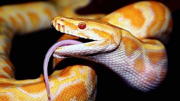 Австралиец принял смертельную тигровую змею за зарядку для телефона