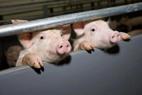 Искусственный интеллект следит за свиньями в Китае