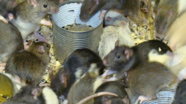 Крысы липецкого зоопарка создали семьи в День влюбленных