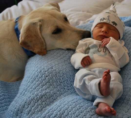 Общение с собакой укрепляет здоровье малыша