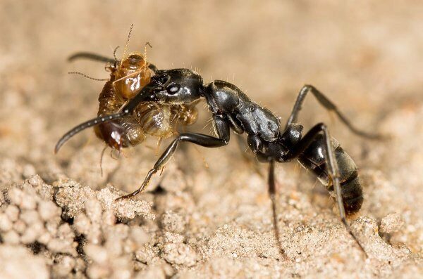 Ученные рассказали о муравьях, спасающих раненных товарищей с поля боя