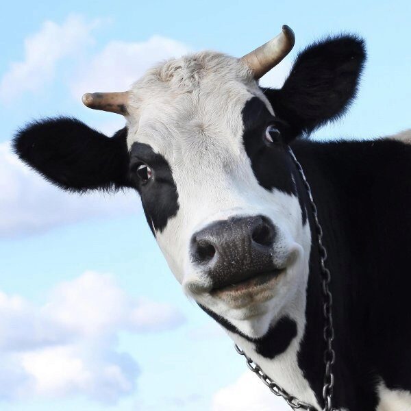 Ученые: молоко и говядина вызывают артрит