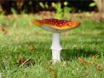 Ученые: побороть старость и продлить молодость помогут белые грибы