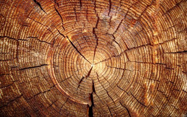 Ученые создали материал из дерева, способный задерживать пули