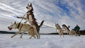 В Чите 24 февраля пройдет забег на собачьих упряжках
