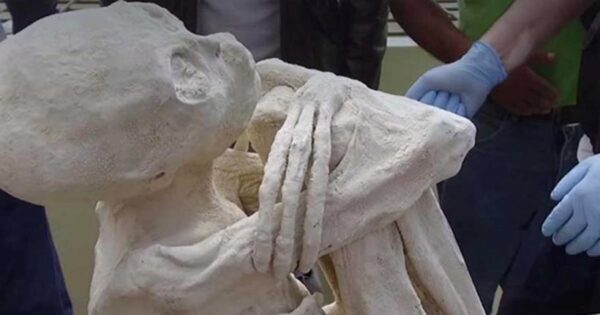 В Санкт-Петербурге ученые изучили мумию найденного в плато Наска гуманоида