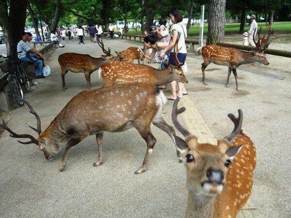 В Японии в парке города Нара олени кусают туристов