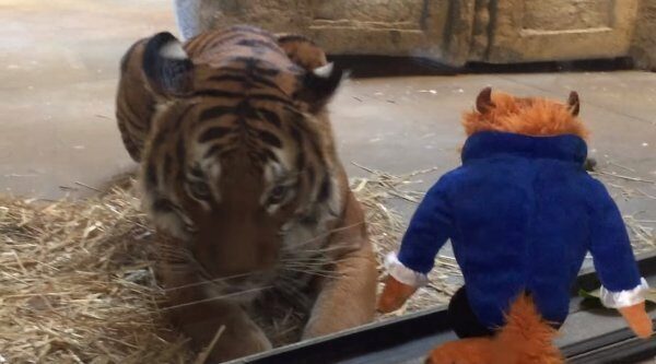 В зоопарке США тигр попытался утащить игрушку девочки