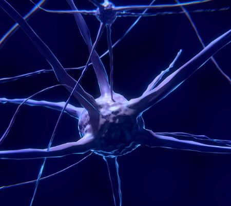 Биологи научились "очищать" стволовые клетки нервной системы от вредных белков и активировать их деление