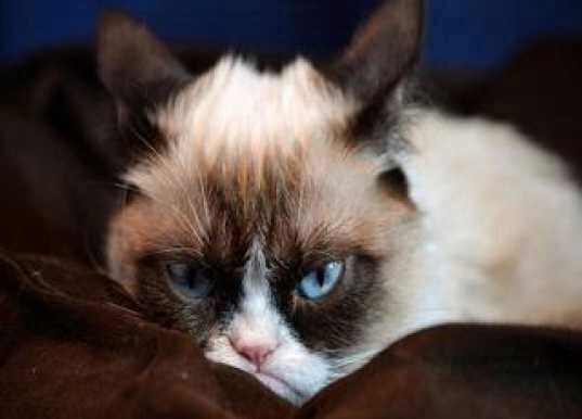 Кот впал в депрессию из-за шикарной жизни