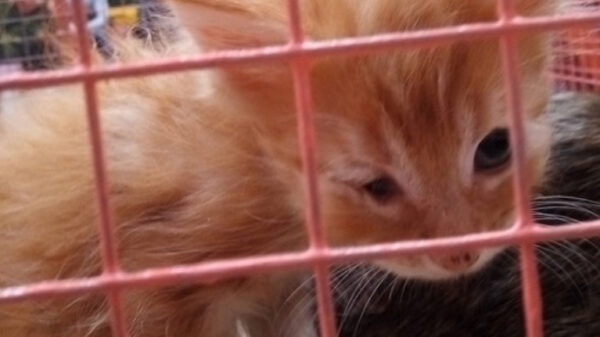 На выставку кошек привезли замученных животных