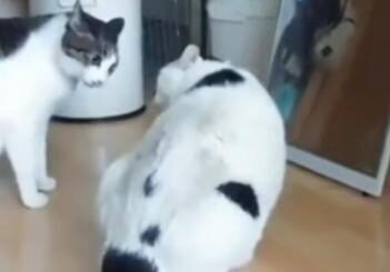 Толстый кот-миротворец оригинально остановил драку двух собратьев и попал на видео
