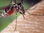 Ученые назвали страну, в которой совсем нет комаров