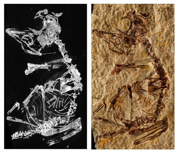 Ученые обнаружили останки детеныша древнейшей птицы на Земле
