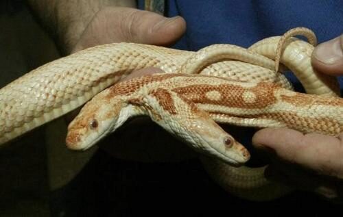 В США фермер нашел необыкновенную двухголовую змею