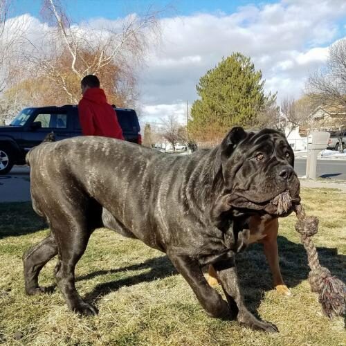В США нашли самого крупного щенка в мире