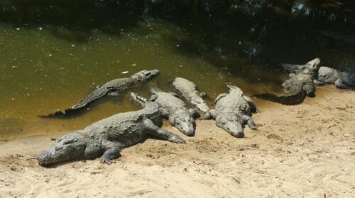 Мексиканцы устроили для насильника самосуд в клетке с крокодилами