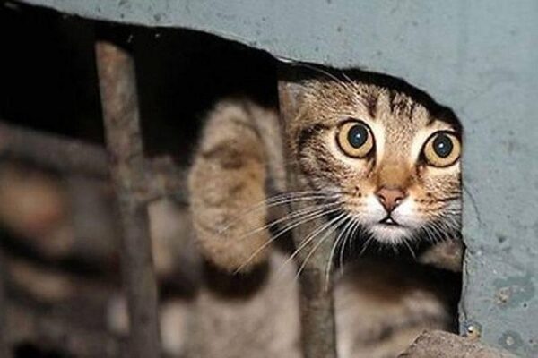 Минстрой ради кошек запретит замуровывать подвалы