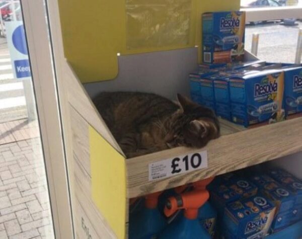 Популярный в Facebook кот уснул на полке супермаркета и стал звездой Сети