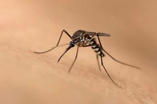 Роспотребнадзор призвал россиян опасаться комаров