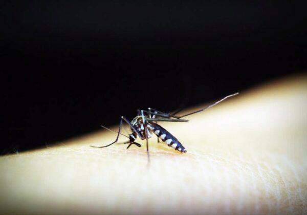 Роспотребнадзор призвал защищаться от малярии при поездках в тропические страны