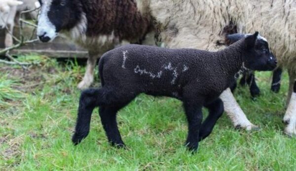 В Англии подросток заметил необычную надпись на теле новорожденного ягненка