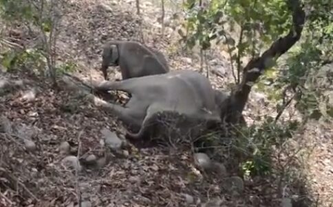 В Индии слоненок несколько часов отказывался отойти от погибшей матери