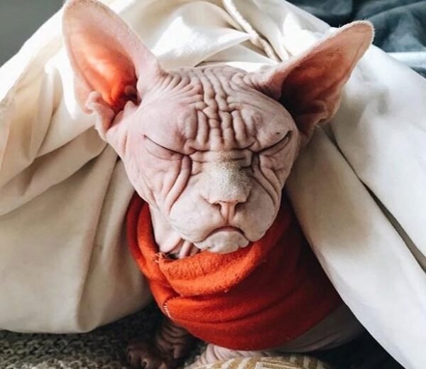 В Instagram появился «самый злобный» в мире кот Локи