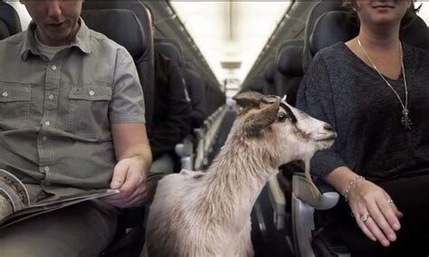 American Airlines запретила пассажирам брать на борт змей, ежей и крупный рогатый скот
