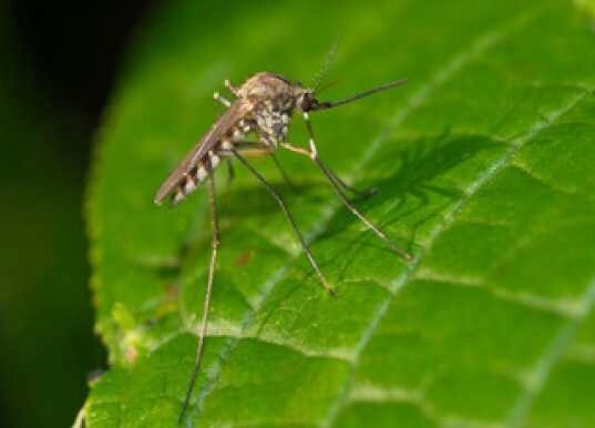 Нашествие: десятки миллиардов комаров атакуют людей под Воронежем