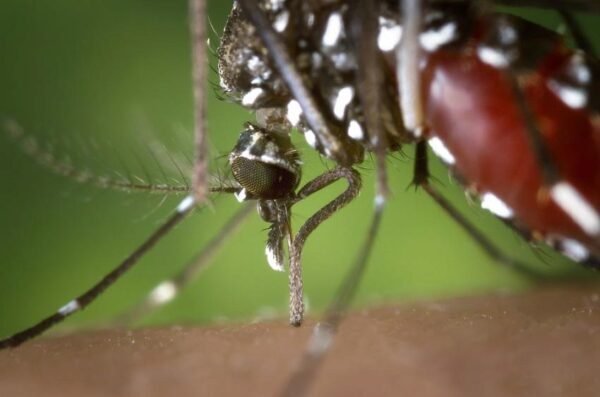 Под Воронежем после укусов комаров-мутантов к медикам обратились более 40 человек