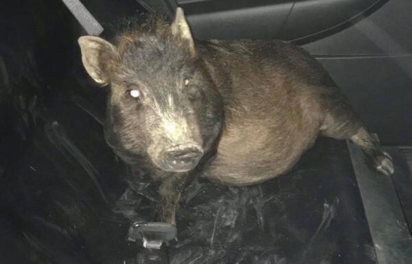 Преследовавшая жителя США свинья выставила его пьяным перед полицейскими