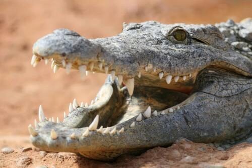 Соцсети взорвали фото борьбы змеи и крокодила в Шри-Ланке