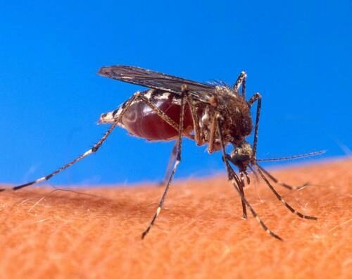 Туча из комаров напугала жителей Нижнего Новгорода