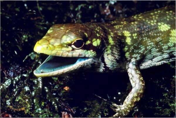 Ученые: Различные виды зеленокровных ящериц 4 раза меняли цвет крови