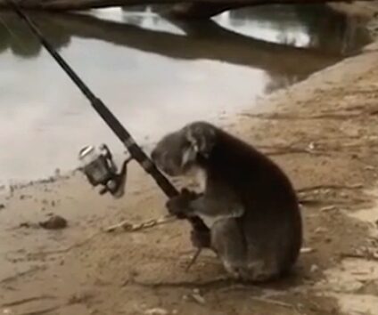 В Австралии коала, которая ловит рыбу при помощи удочки, стала звездой Сети
