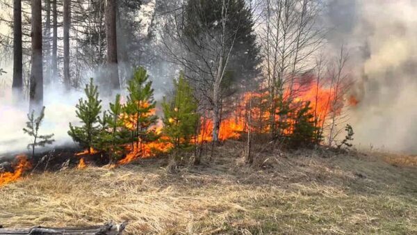 В нижегородских лесах за сутки произошло два пожара