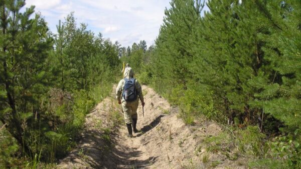 В Нижегородской области приступили к лесовосстановлению