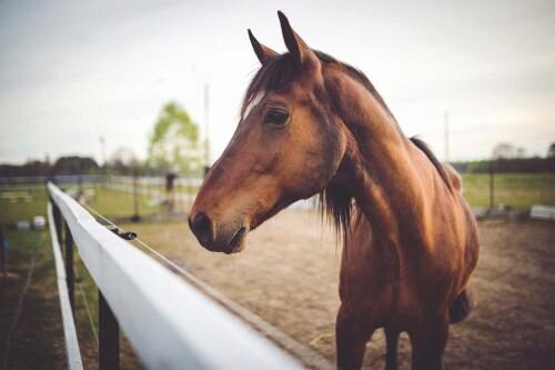 В Саратове лошадь на ипподроме оторвала школьнице ступню