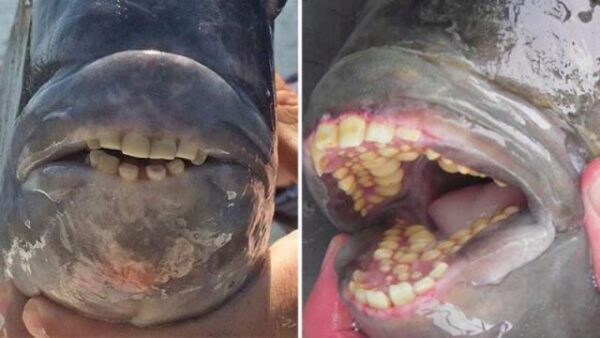 В США поймали жуткую рыбу с человеческими зубами
