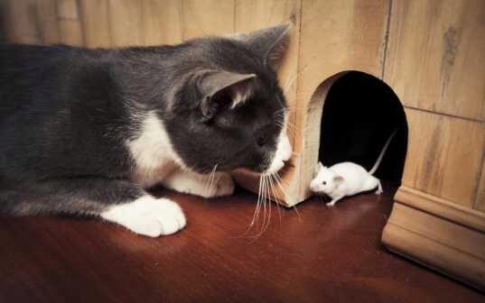 Как городского кота учили мышей ловить