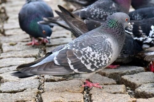 Петербург превратился в ад: На улицах массово умирают голуби