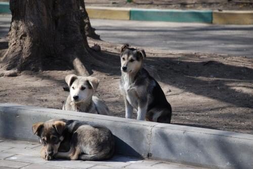 Улицы Воронежа усыпаны трупами отравленных собак