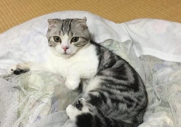 В японском отеле появилась услуга «кот на час»