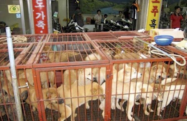 Южнокорейский суд признал незаконным убийство собак ради мяса