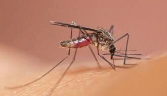 Эксперты назвали простые способы отпугивания комаров